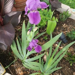 Meet your Posher, Silvia